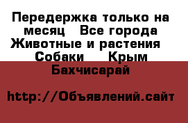 Передержка только на месяц - Все города Животные и растения » Собаки   . Крым,Бахчисарай